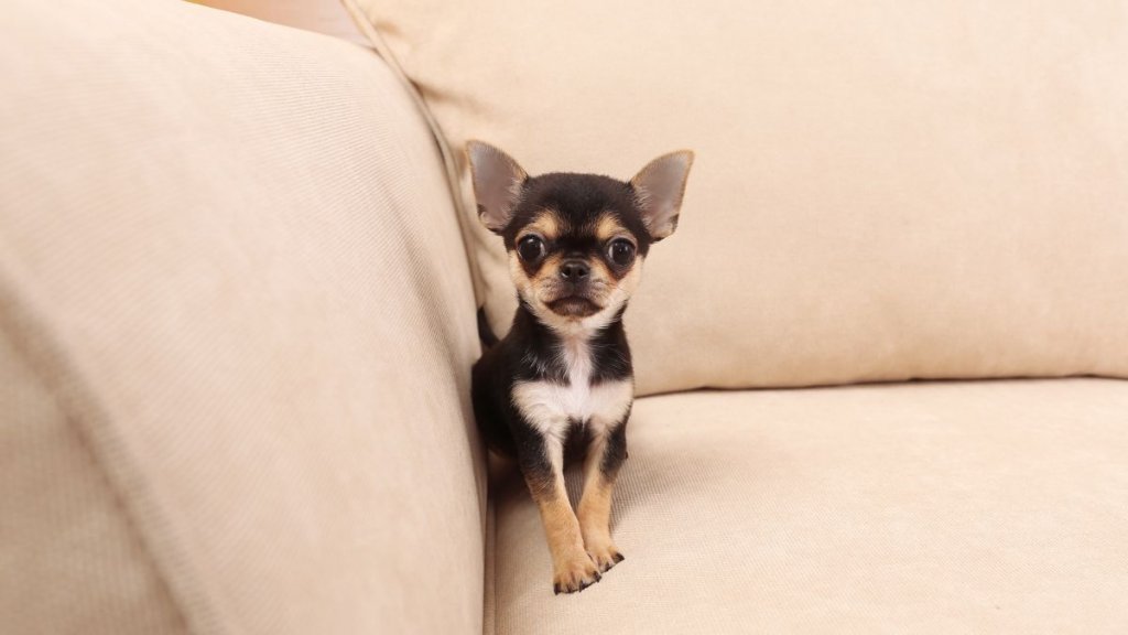 Världens minsta hund - Chihuahua