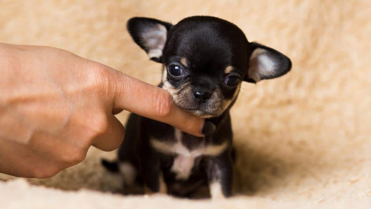 Världens minsta hund