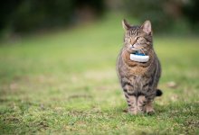 Bästa GPS-halsbandet till katten 2022 » Bäst i Test
