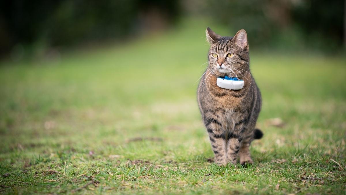 Bästa GPS-Halsband Katt