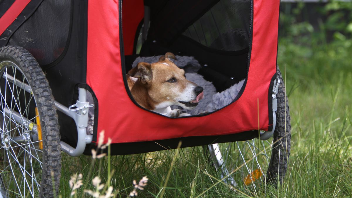 Lugn jack russell terrier i en cykelvagn