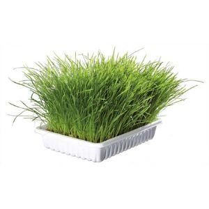 Trixie Vitaminberikat Kattgräs med Odlingslåda