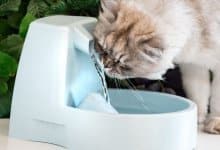 bästa vattenfontän katt