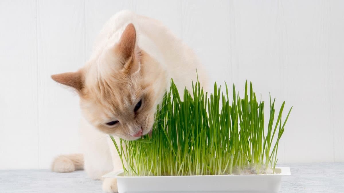 Bästa kattgräset
